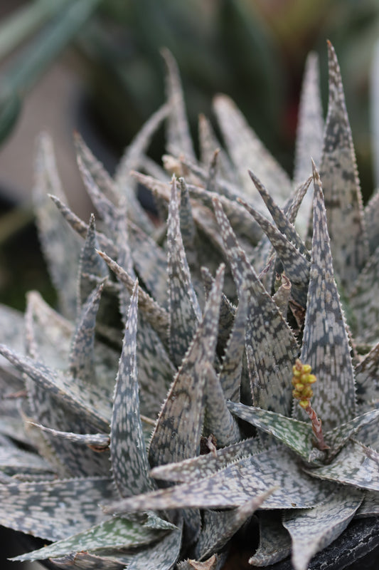 *RETAIL - Aloe 'White Fox'