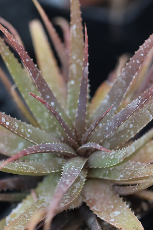 *RETAIL - Aloe 'Safari Sunrise'