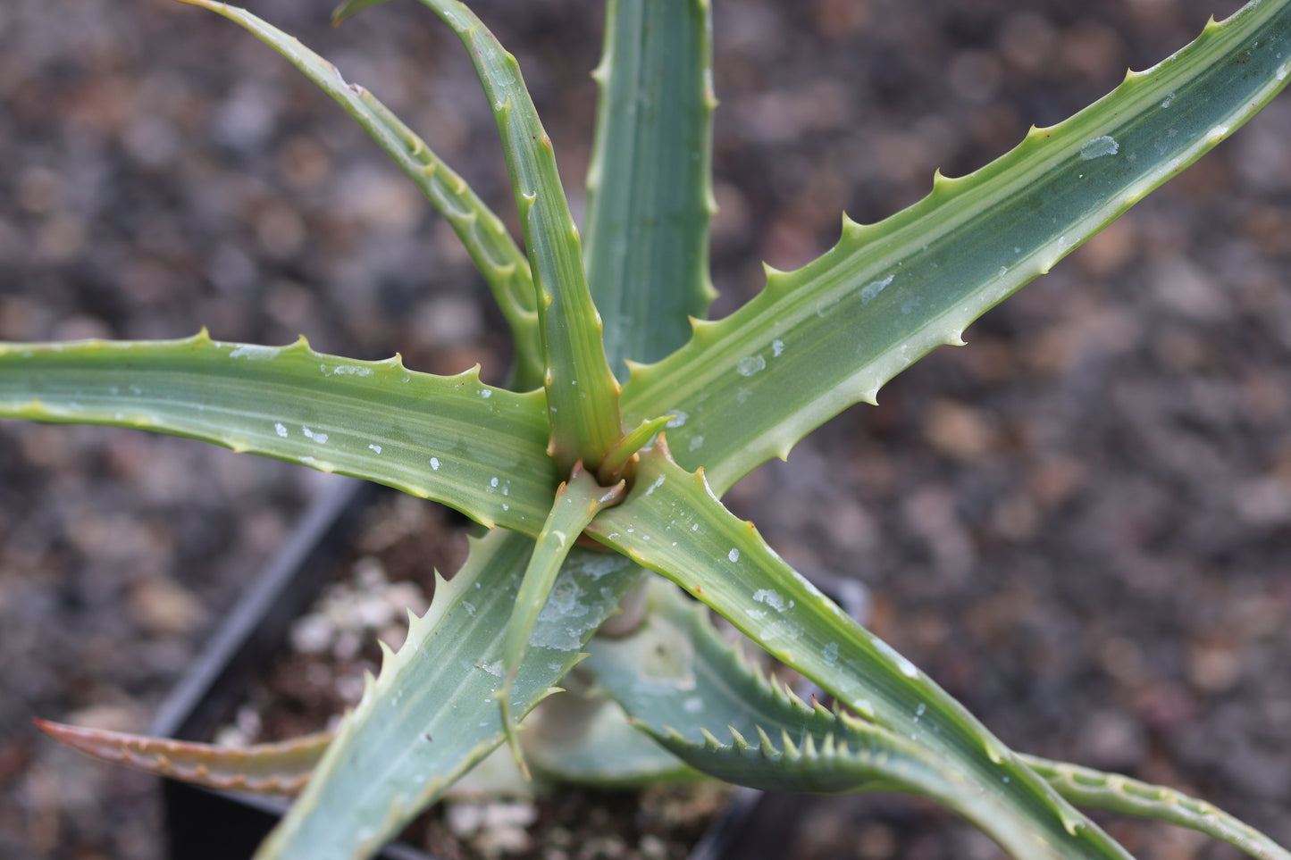 *RETAIL - Aloe arborescens 'Variegata'