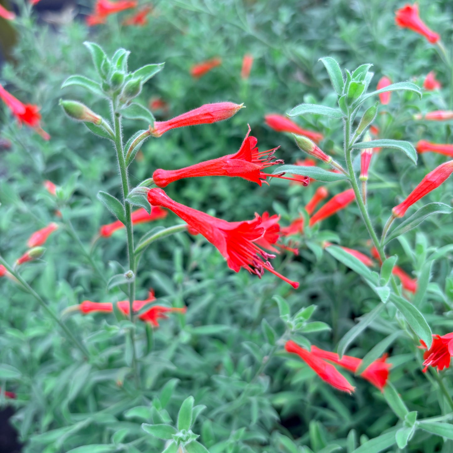 Epilobium canum
