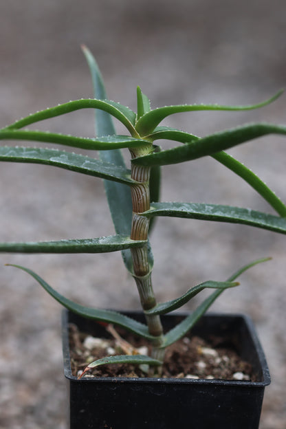 *RETAIL - Aloe striatula