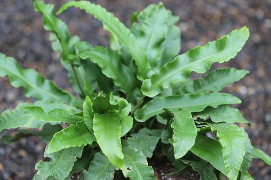 *RETAIL - Asplenium scolopendrium