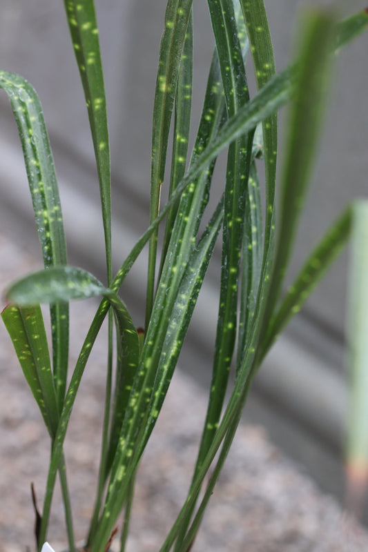 *RETAIL - Aspidistra minutiflora 'Spangled Ribbons'