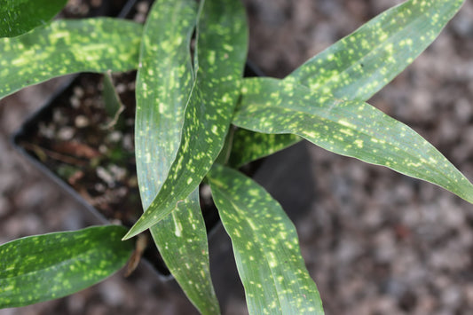 *RETAIL - Aspidistra elatior 'Seiun' ['Living Cloud']