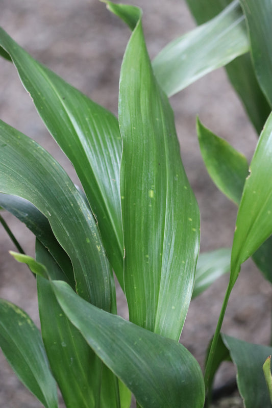 *RETAIL - Aspidistra tonkinensis - all green form
