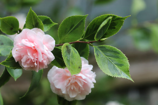 *RETAIL - Camellia 'Debutante Benton'