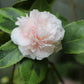 *RETAIL - Camellia 'Debutante Benton'