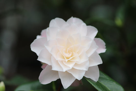 *RETAIL - Camellia japonica 'Silver Waves'