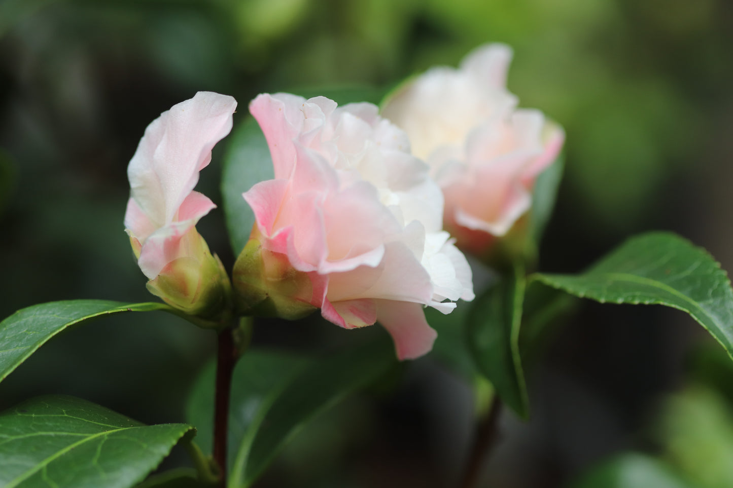 *RETAIL - Camellia japonica 'Silver Waves'