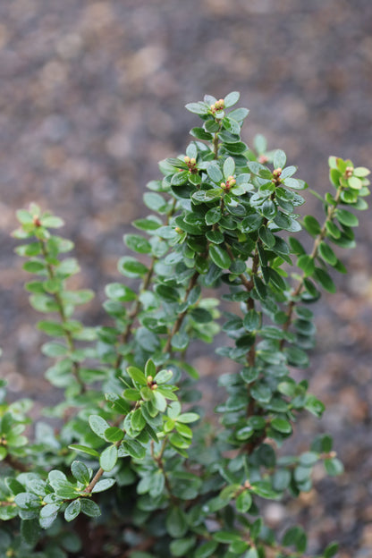 *RETAIL - Vaccinium erythrinum
