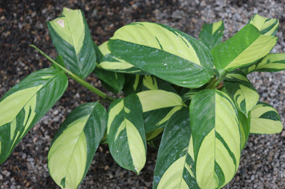 *RETAIL - Ctenanthe lubbersiana 'Golden Mosaic'