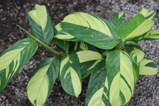 *RETAIL - Ctenanthe lubbersiana 'Golden Mosaic'