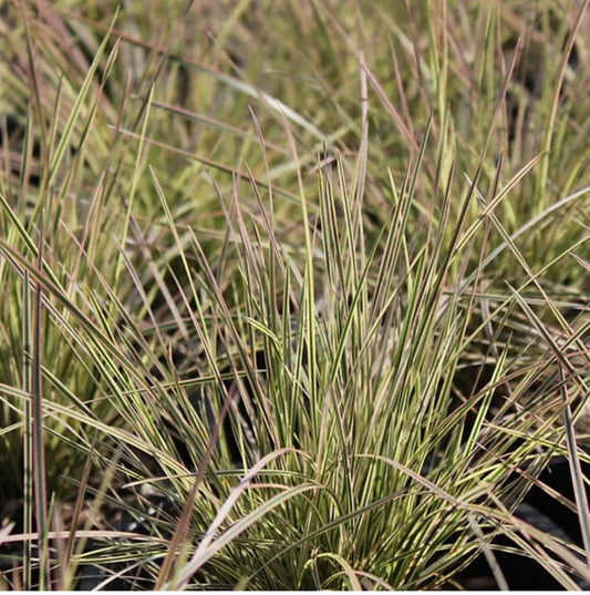 *RETAIL - Deschampsia cespitosa 'Northern Lights'