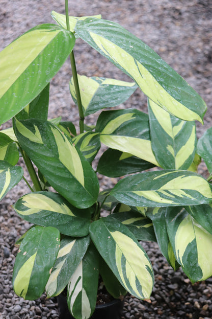 *RETAIL - Ctenanthe lubbersiana 'Golden Mosaic'