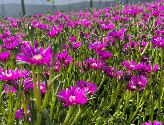 *RETAIL - Delosperma cooperi