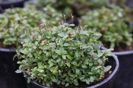 *RETAIL - Teucrium chamaedrys 'Prostratum'