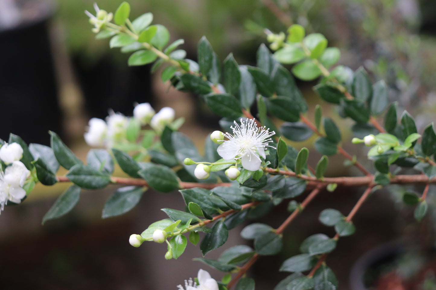 *RETAIL - Luma apiculata 'Nahuel Huapi'