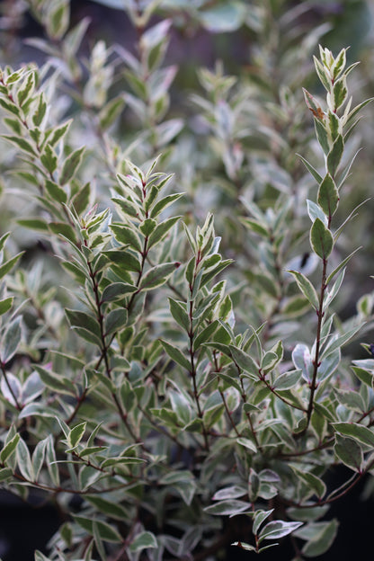 *RETAIL - Myrtus communis 'Variegata'