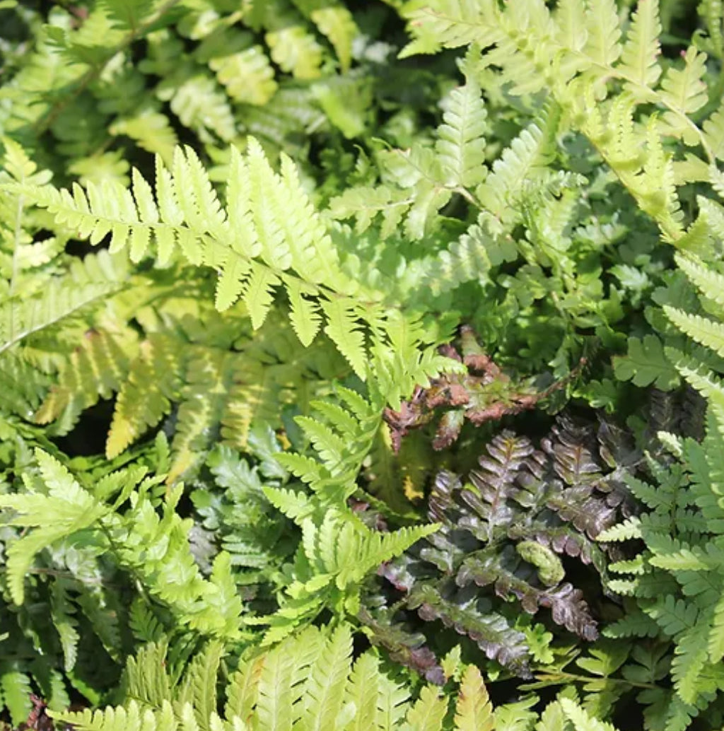 *RETAIL - Dryopteris pseudofilix-mas