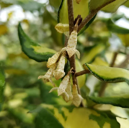 *RETAIL - Elaeagnus pungens 'Clemson Variegated'