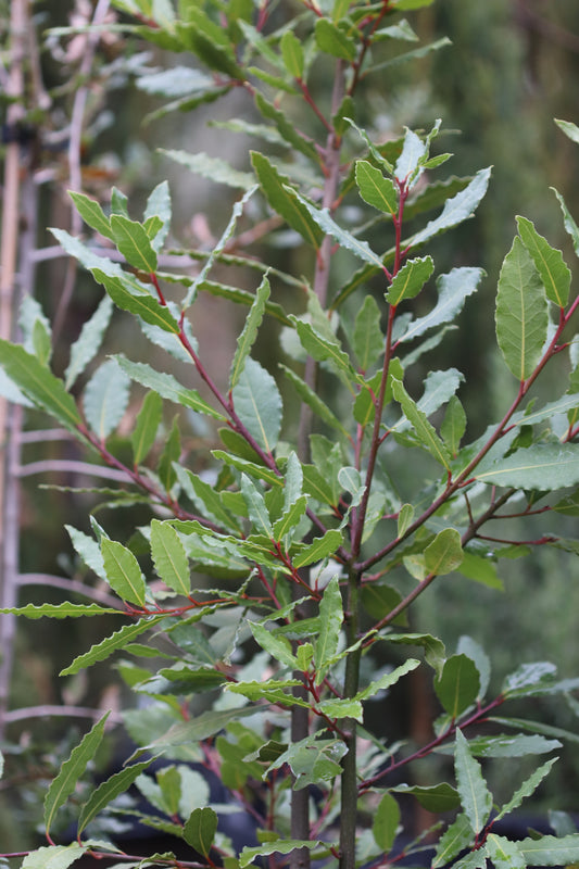 *RETAIL - Laurus nobilis 'Starbright'