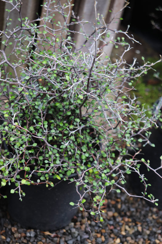 *RETAIL - Corokia cotoneaster 'Little Prince'