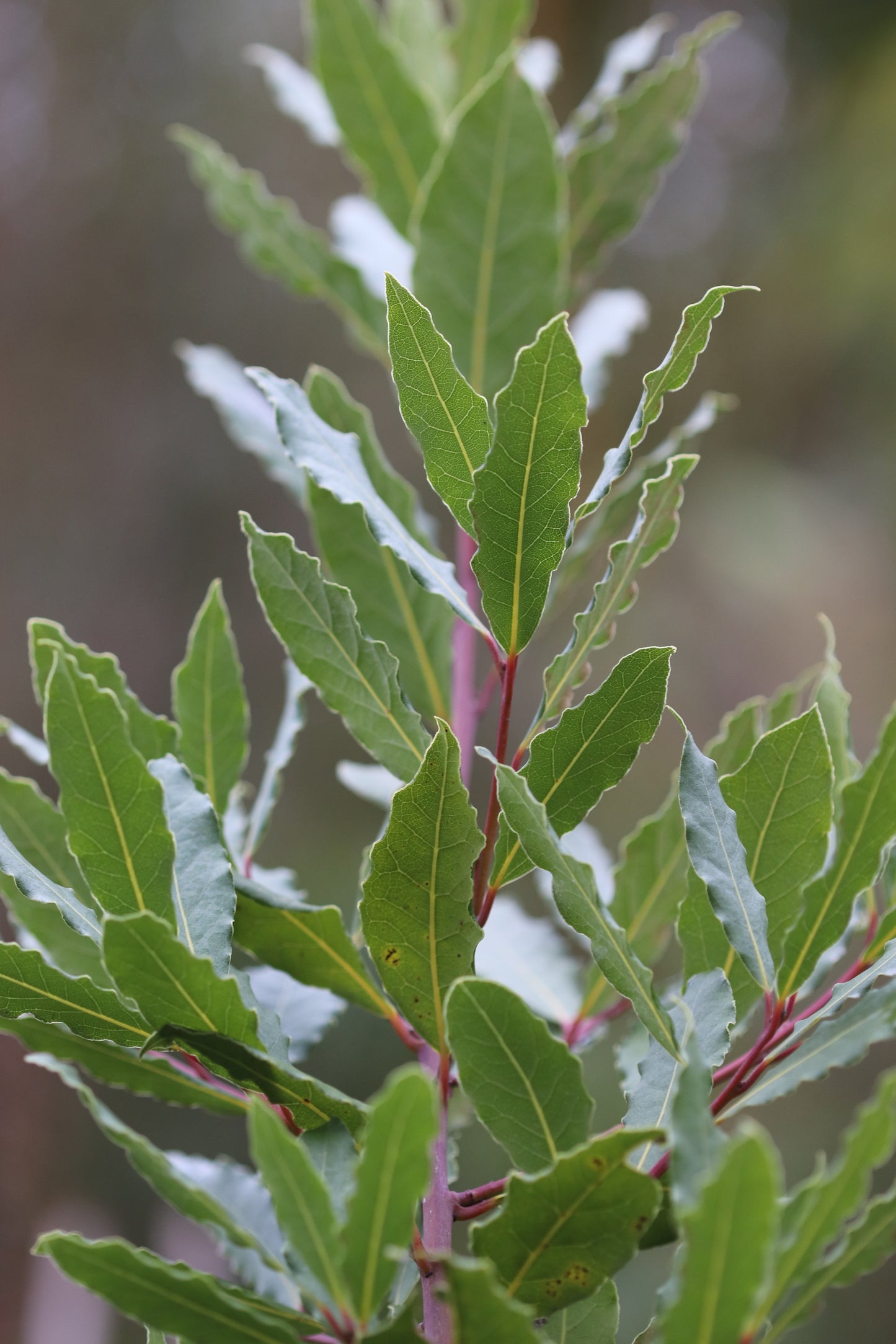 *RETAIL - Laurus nobilis 'Starbright'