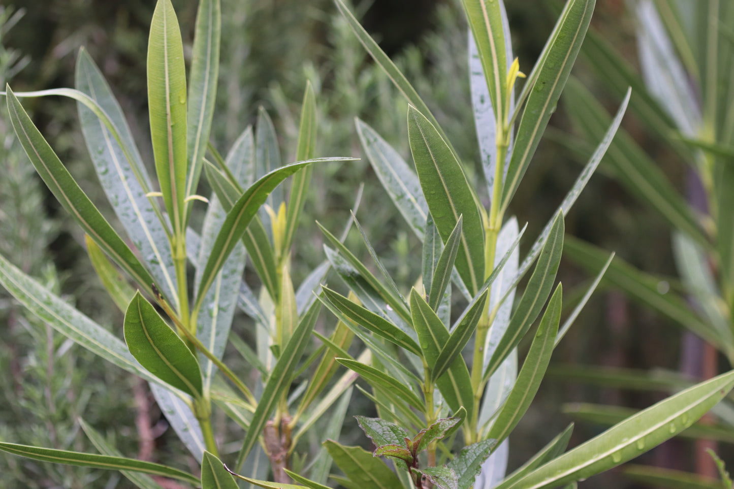 *RETAIL - Nerium oleander 'Sister Agnes'