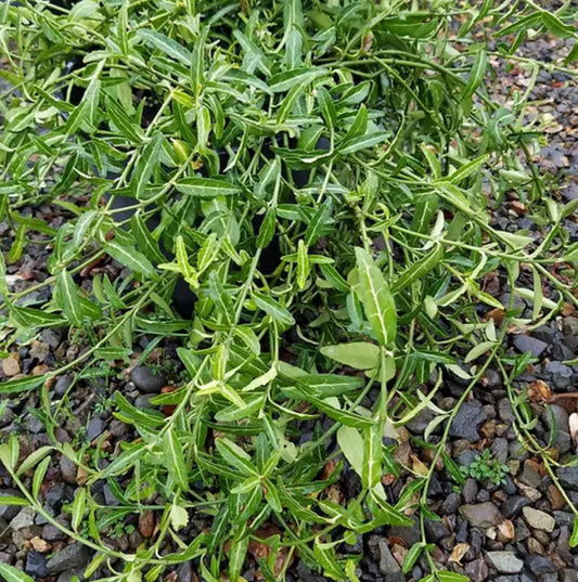 *RETAIL - Euonymus fortunei 'Wolong Ghost'