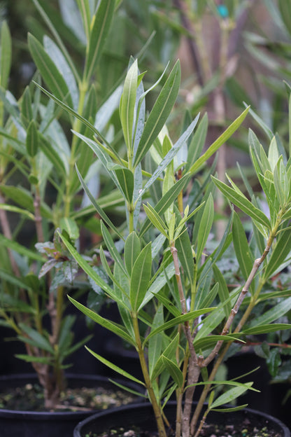 *RETAIL - Nerium oleander 'Sister Agnes'