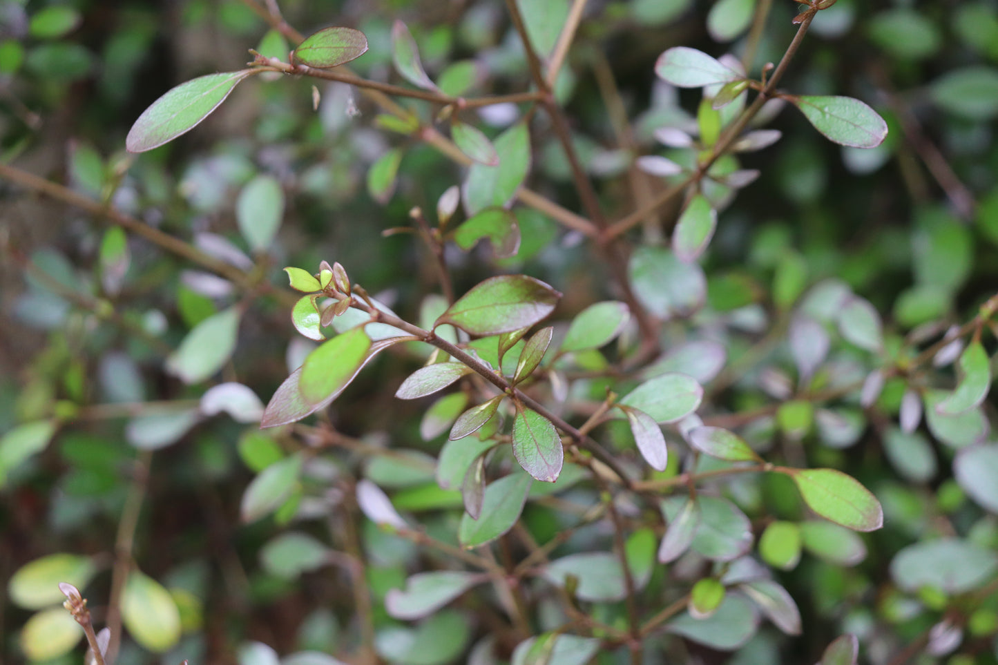 *RETAIL - Coprosma 'Roy's Red'