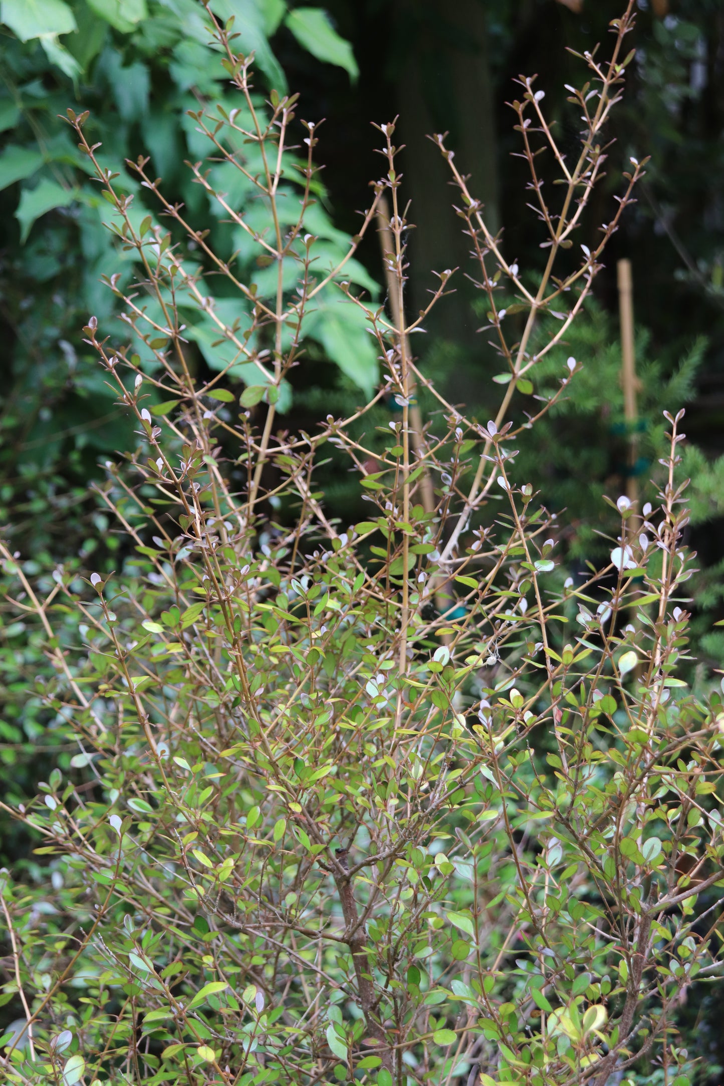 *RETAIL - Coprosma 'Roy's Red'