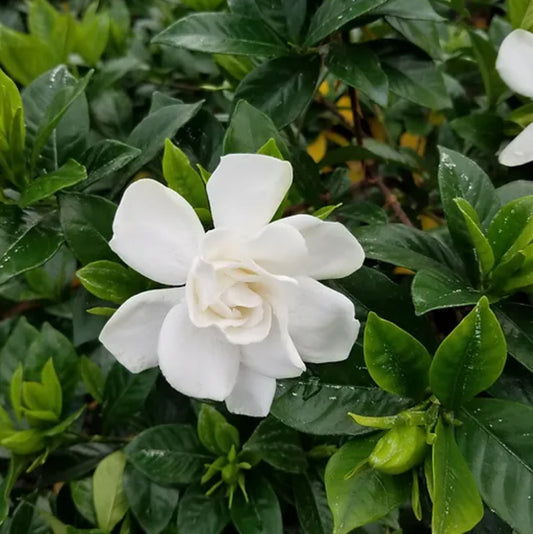 Gardenia jasminoides 'Chuck Hayes'