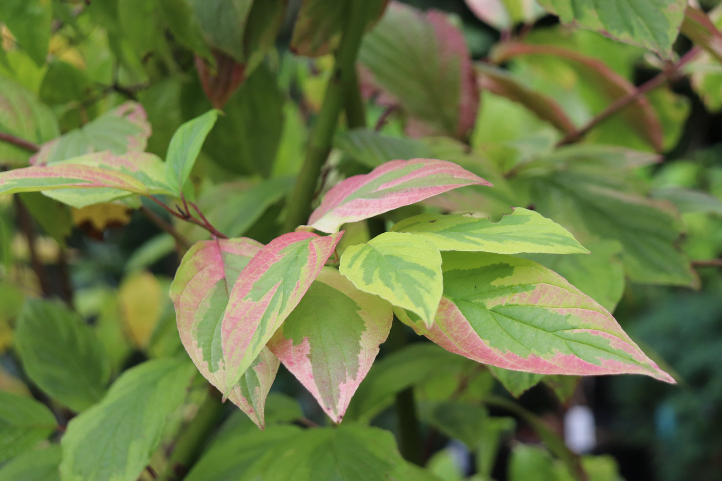 *RETAIL - Cornus sericea 'Hedgerows Gold'