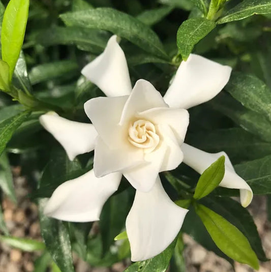 *RETAIL - Gardenia jasminoides 'Frost Proof'