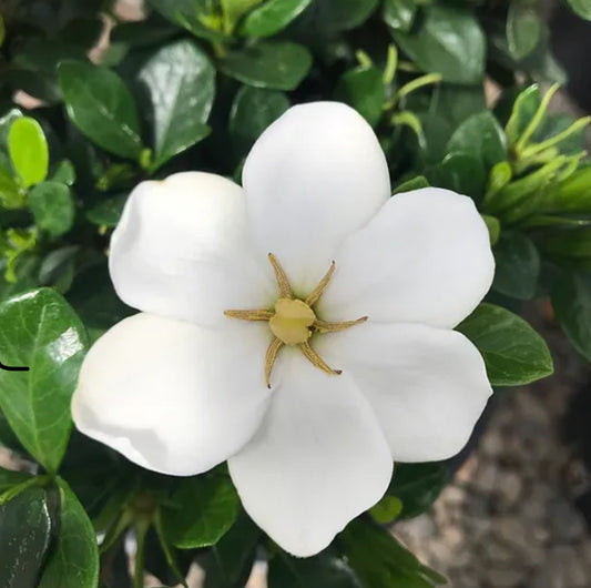 *RETAIL - Gardenia jasminoides 'Kleim's Hardy'