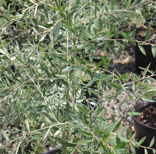 *RETAIL - Grevillea victoriae 'Marshall Olbrich'