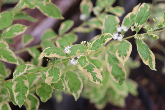 *RETAIL - Callicarpa dichotoma 'Duet'