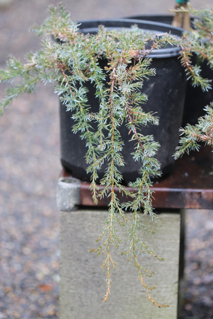 *RETAIL - Juniperus communis var. saxatilis SBH 13416