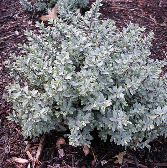 *RETAIL - Hebe pinguifolia 'Pagei'