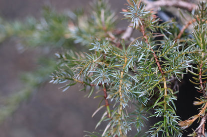 *RETAIL - Juniperus communis var. saxatilis SBH 13416