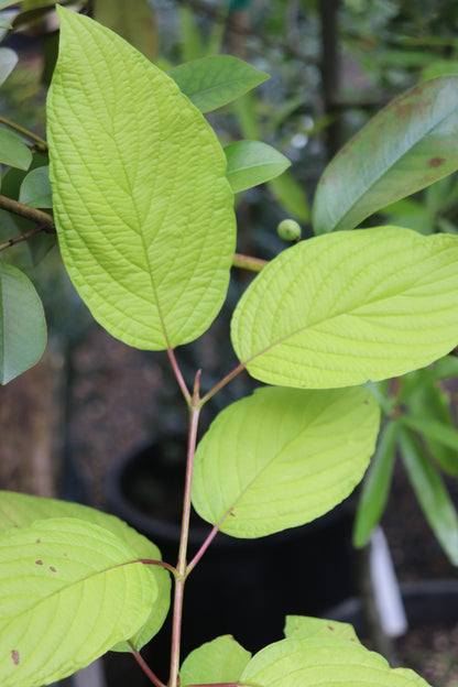 *RETAIL - Cornus sericea 'Golden Surprise'