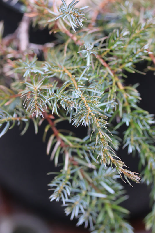 *RETAIL - Juniperus communis var. saxatilis SBH 13416