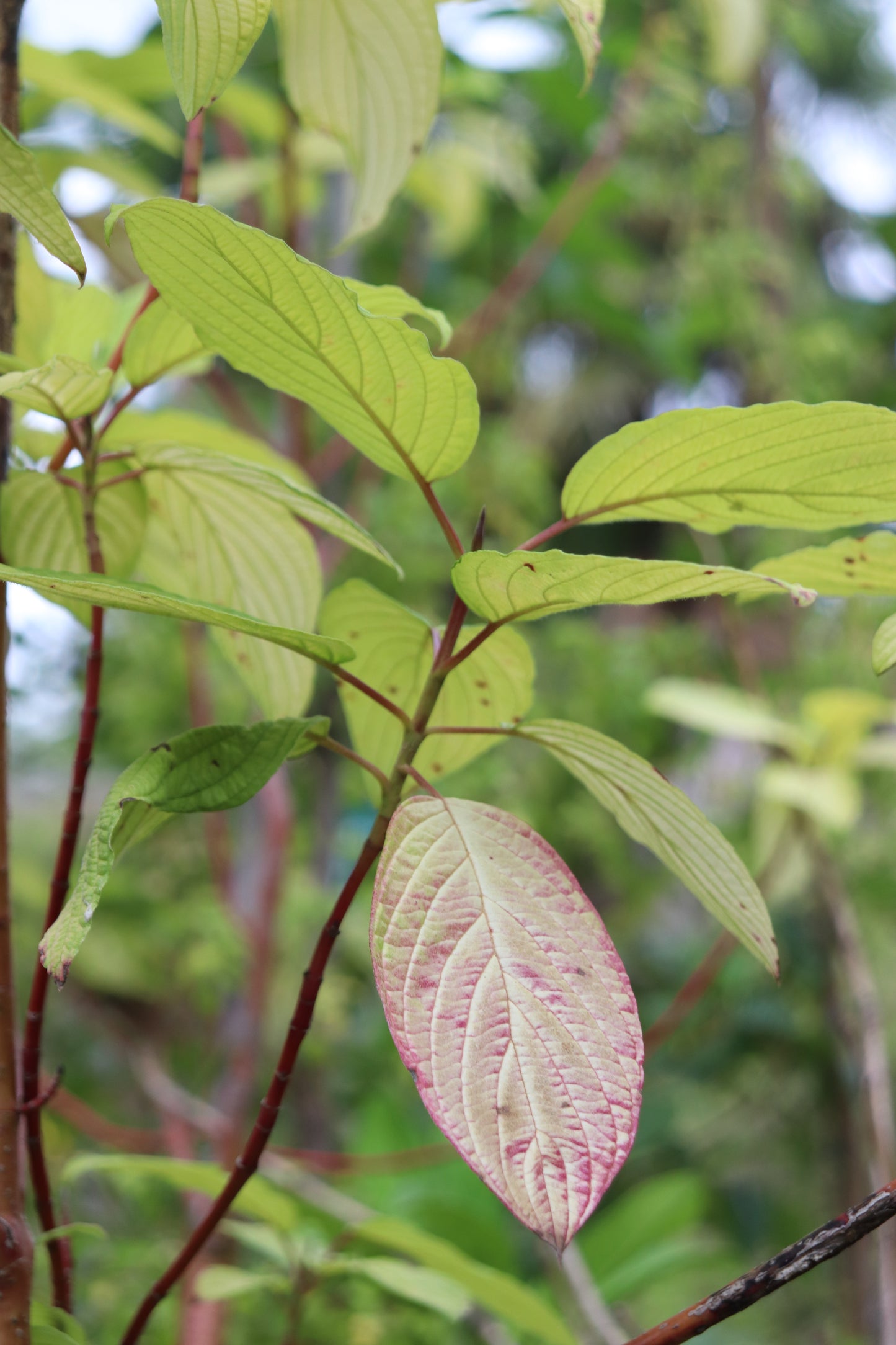 *RETAIL - Cornus sericea 'Golden Surprise'