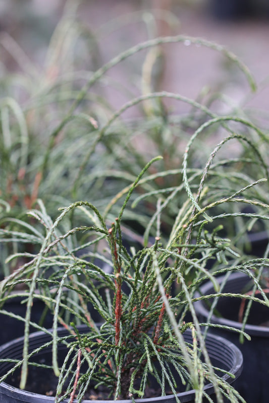 *RETAIL - Thuja plicata 'Whipcord'