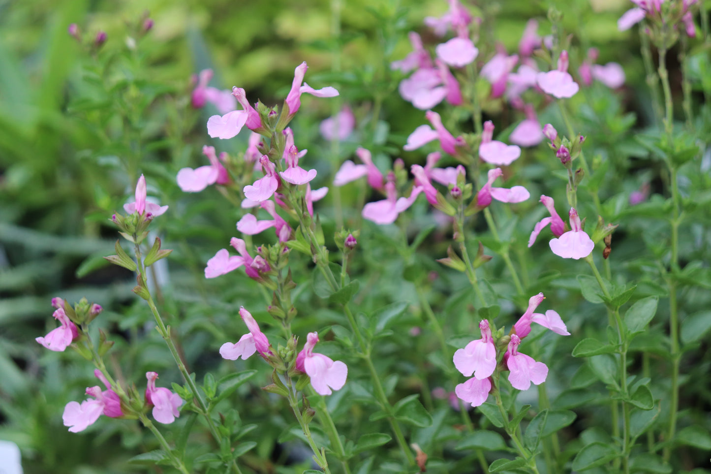 *RETAIL - Salvia greggii 'Playa Rosa'