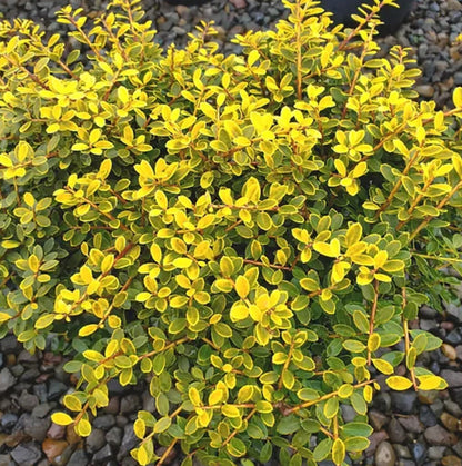 *RETAIL - Ilex crenata 'Lemon Gem'