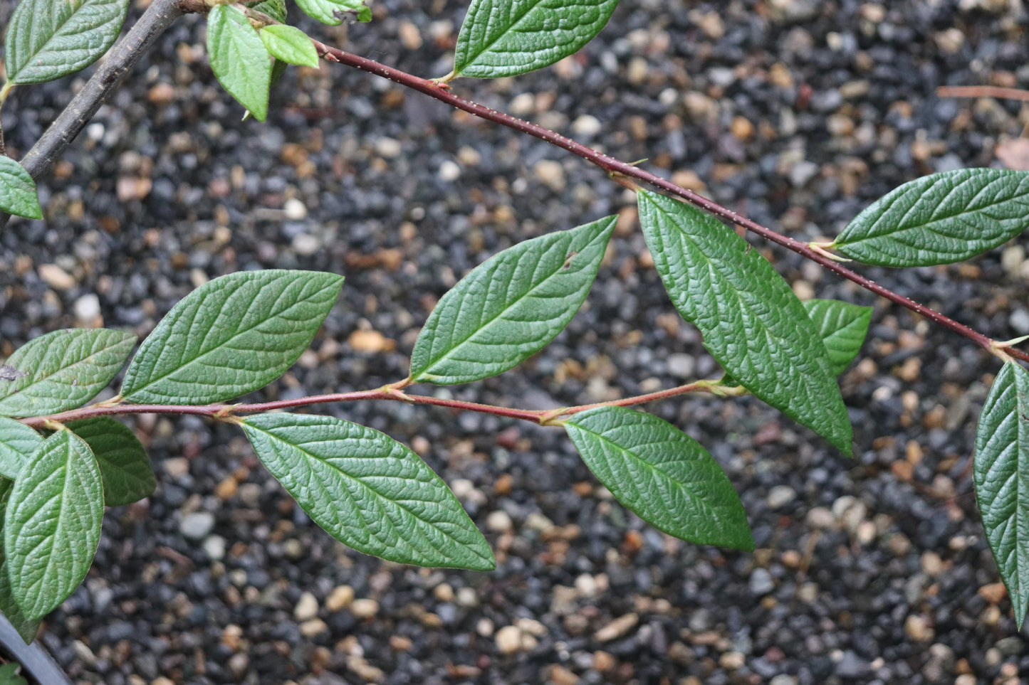 *RETAIL - Cotoneaster rhytidophyllus