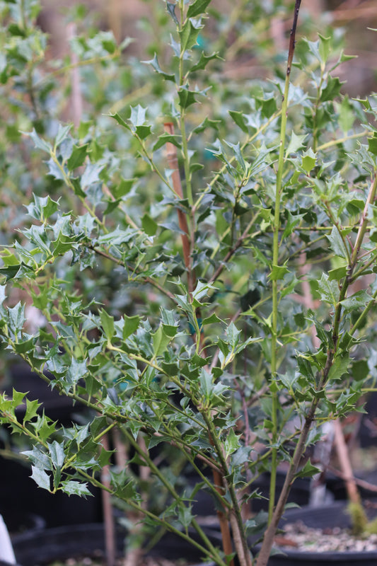 *RETAIL - Ilex dimorphophylla