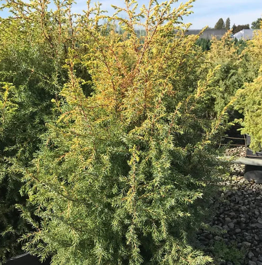 *RETAIL - Juniperus communis 'Gold Cone'